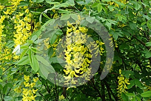Close shot of panicle of yellow flowers of Laburnum anagyroides