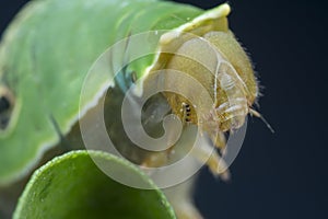 Close shot of papilio demoleus caterpillar.