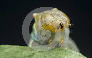 Close shot of papilio demoleus caterpillar.