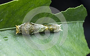 Close shot of papilio demoleus caterpillar.