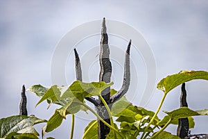 Close shot of a part of metal fence at the Lago Maggiore in Piemont, Italy