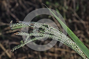 close shot of the paspalum stalk seed stem.