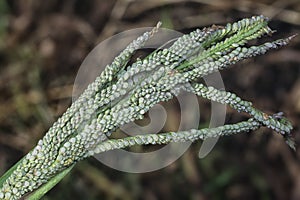 close shot of the paspalum stalk seed stem.