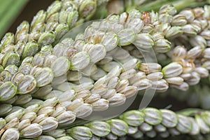 close shot of the paspalum stalk seed stem.