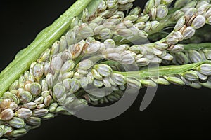 close shot of the paspalum stalk seed stem.