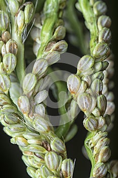 close shot of the paspalum stalk seed stem.