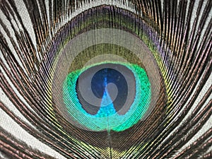 A close shot of a peacock feather showing it& x27;s eye