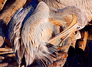 Close shot of a pelikan