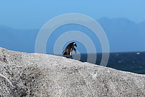 Close shot of a penguin walking on a rock with a blurred background at daytime