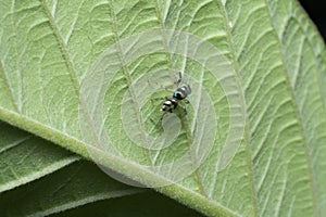 Close shot of Phintella spider