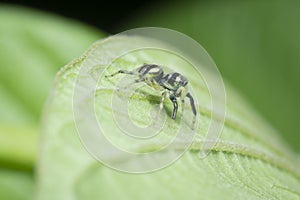 Close shot of Phintella spider