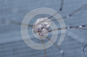 Close shot of pholcid spider