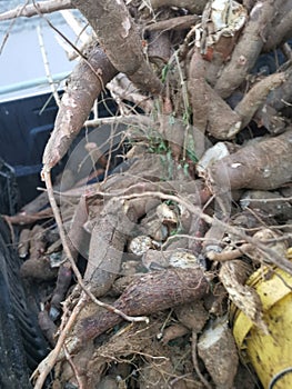 A truck of raw tapioca root