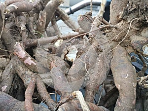 A truck of raw tapioca root