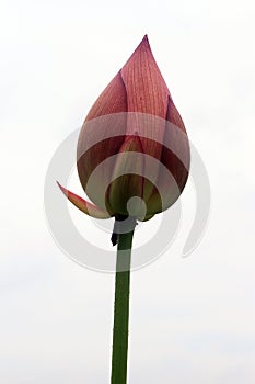 Close shot of the pink Lotus flower