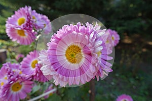 Close shot of pink and white flowers of semidouble Chrysanthemums photo