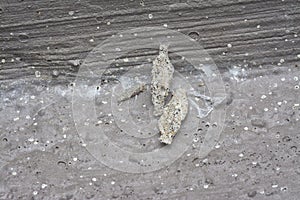close shot of the plaster bagworm.