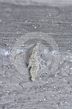 close shot of the plaster bagworm.