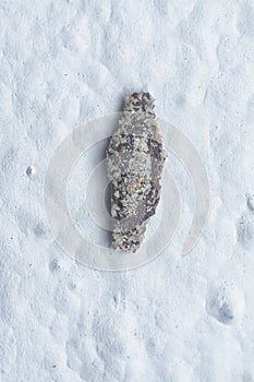 close shot of the plaster bagworm.