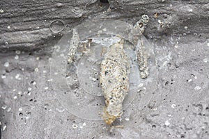 close shot of the plaster bagworm.
