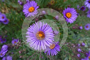 Close shot of purple flowers of New England aster photo
