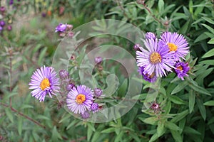 Close shot of purple flowers of New England asters photo