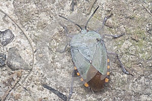 close shot of the pycan rubens beetle
