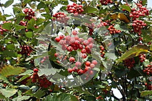 Close shot of red berries in the leafage of Sorbus aria