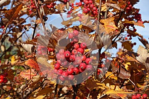 Close shot of red berries of Sorbus aria photo