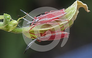 Close shot of a red pycanum rubens nymphs