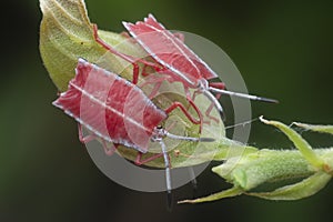 Close shot of a red pycanum rubens nymphs