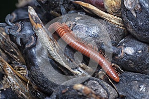 Close shot of the Red Trigoniulus corallinus