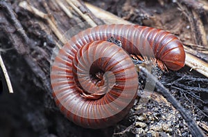 Close shot of the Red Trigoniulus corallinus