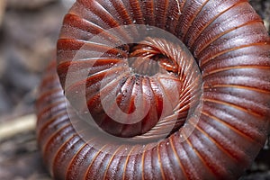 Close shot of the Red Trigoniulus corallinus