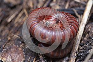 Close shot of the Red Trigoniulus corallinus