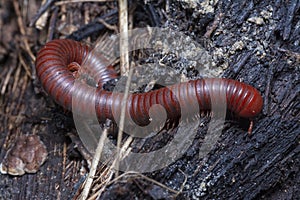 Close shot of the Red Trigoniulus corallinus