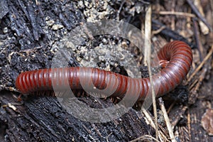 Close shot of the Red Trigoniulus corallinus