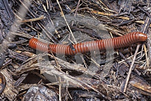 Close shot of the Red Trigoniulus corallinus