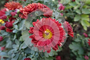 Close shot of red and yellow flower of Chrysanthemum in October