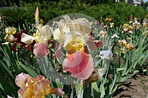 Close shot of red and yellow flower of iris
