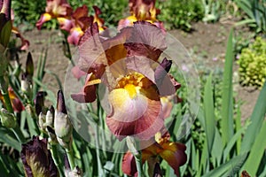 Close shot of red and yellow flower of Iris germanica