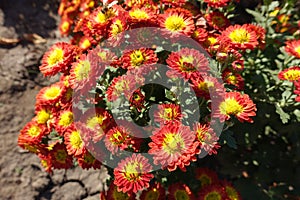 Close shot of red and yellow flowers of Chrysanthemum in October