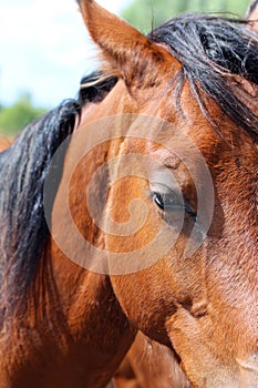 close shot of right horse eye, brown in color and dark mane