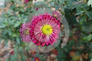 Close shot of ruby red and yellow flower of Chrysanthemum