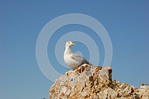 Seagull