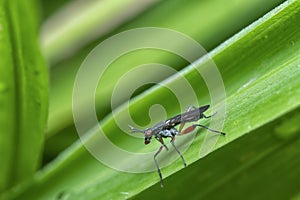 Close shot of Sepedon sphegea insect fly