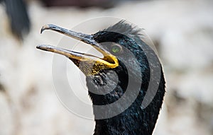 Close of shot of a Shag, on the Farne Islands, Northumberland, England.