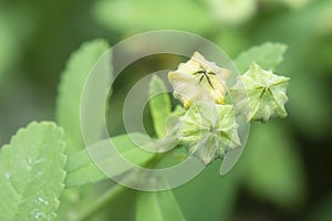 Close shot of the sida rhombifolia weed plant