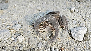 close shot of the single wild black toad.
