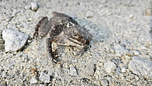close shot of the single wild black toad.